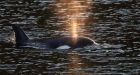 B.C. orca rescue: Experts confident calf will survive